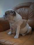 Buldog Angielski Sunia