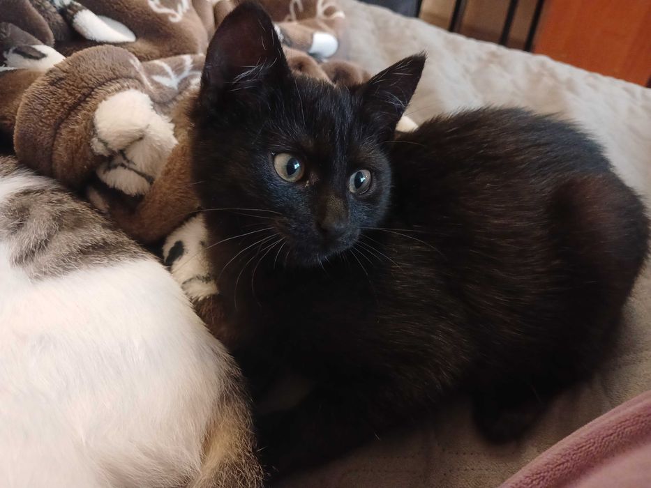 Кошенята в добрі руки