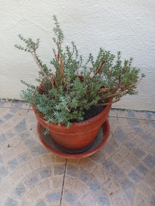 Plantas todas está a venda