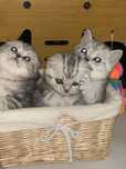 Шикарные котята Scottish Fold и Scottish Straight
