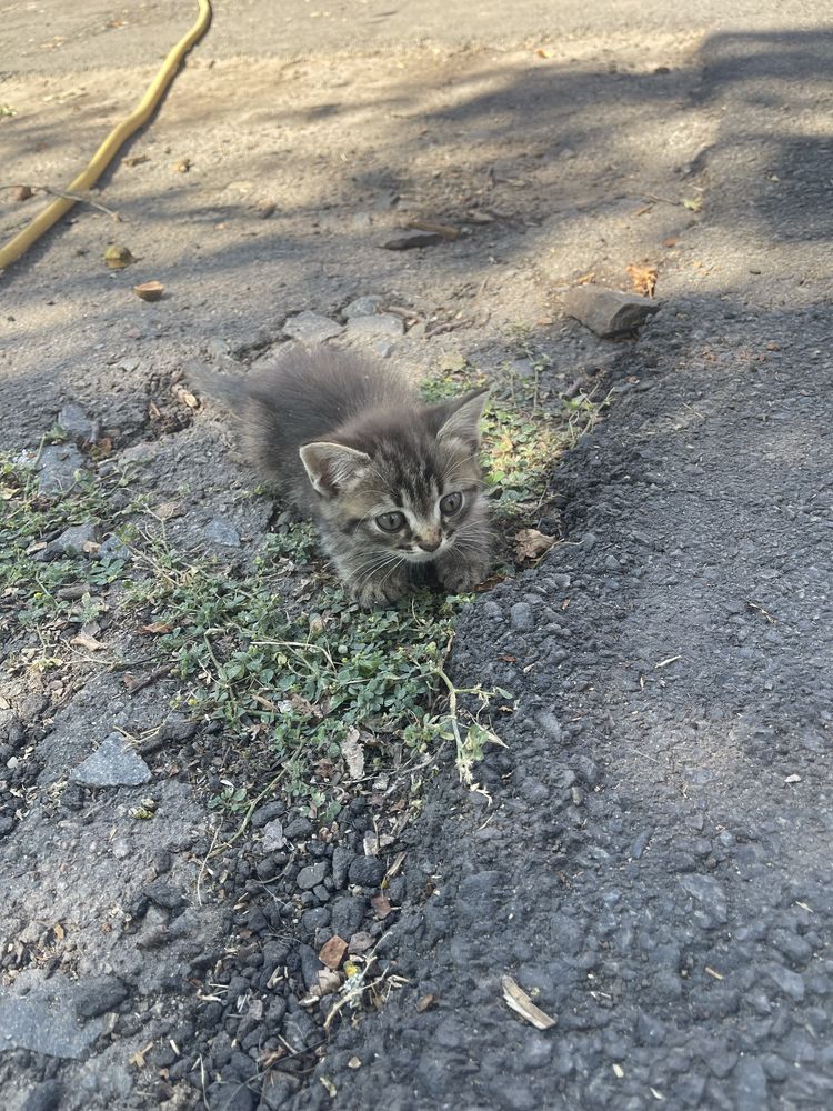 Віддам безкоштовно котиків