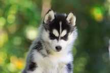 Siberian Husky FCI ZKwP