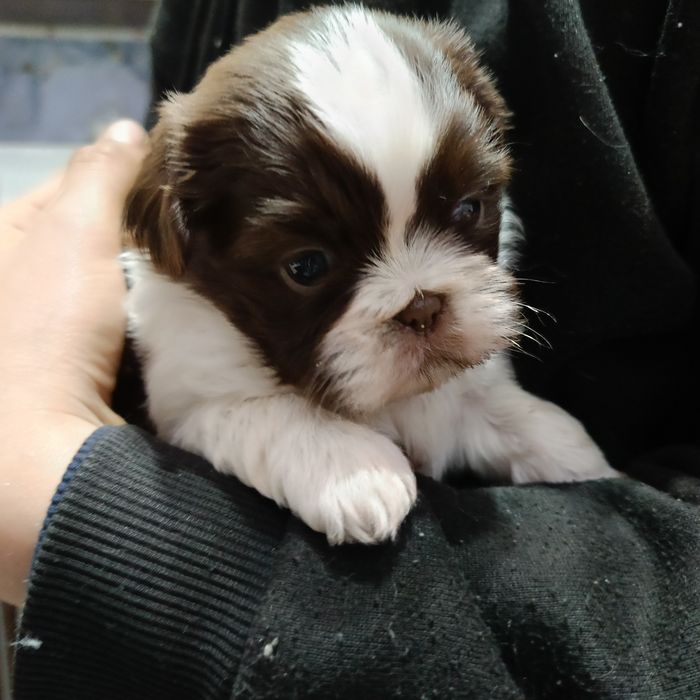Szczeniaczek shih-tzu czekoladowo-biały  samiec