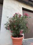 Oleander kolor fuksja