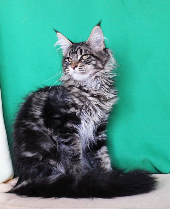 Кошенята велетнів