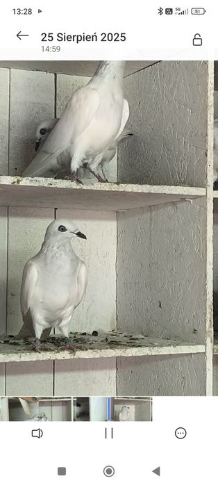 Sprzedam jasne gołębie
