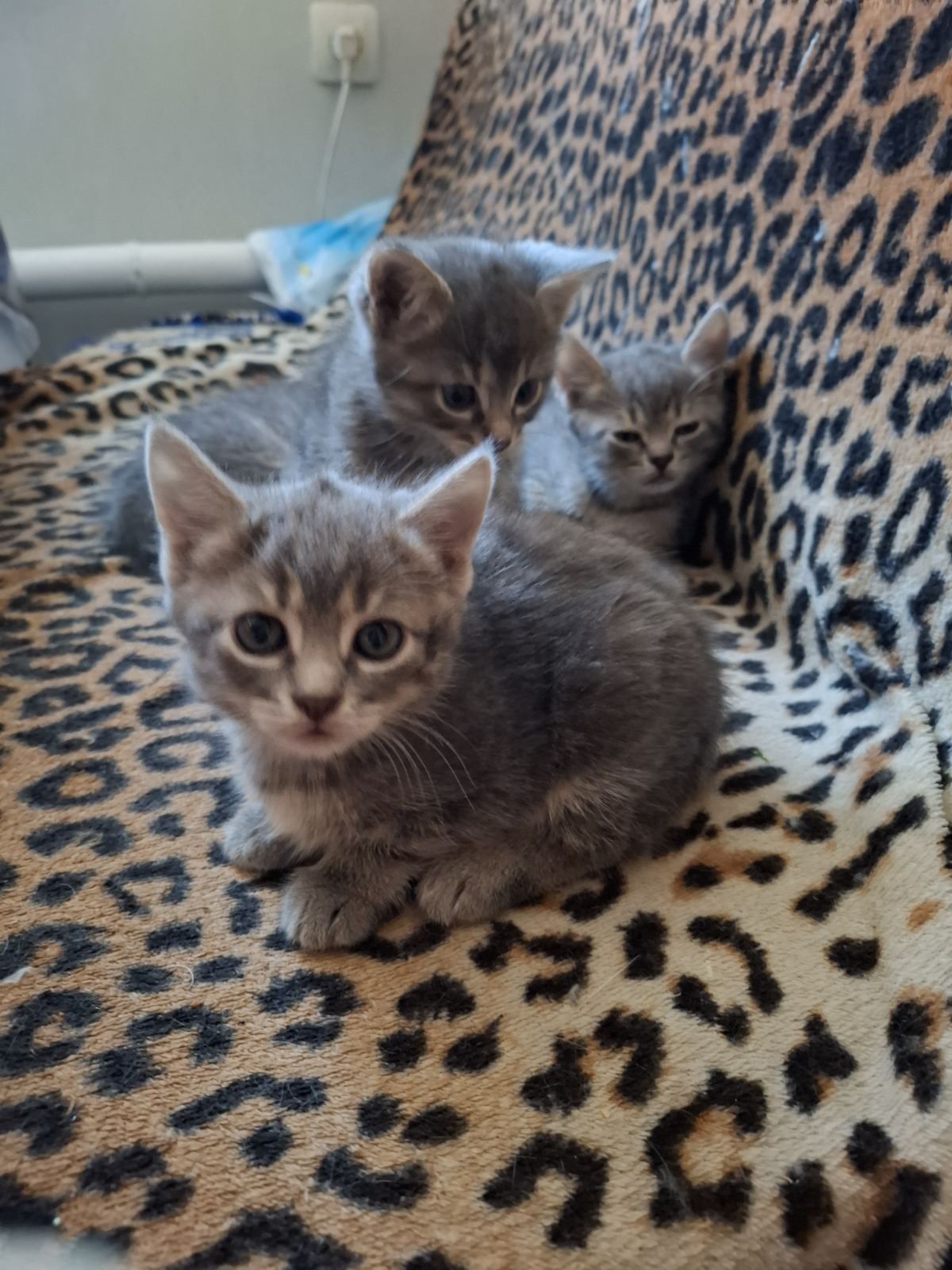 Кошечка кошеня дівчинка сіра кот котёнок кошка полосаті