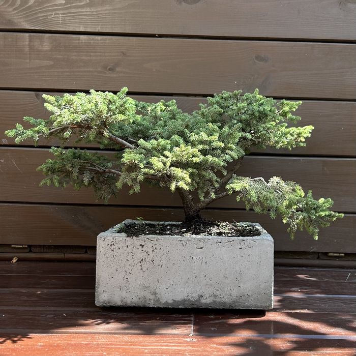 Donica ręcznie wykonana bonsai swierk mini