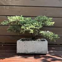 Donica ręcznie wykonana bonsai swierk mini