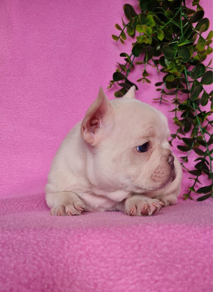 Excecional macho Bulldog/Bouledogue Francês de Qualidade