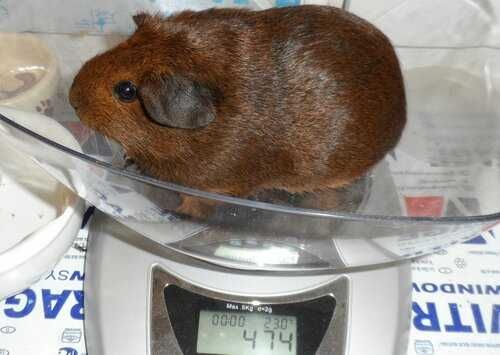 Роскошные морские свинки, гладкошерстные, эксклюзивного окраса