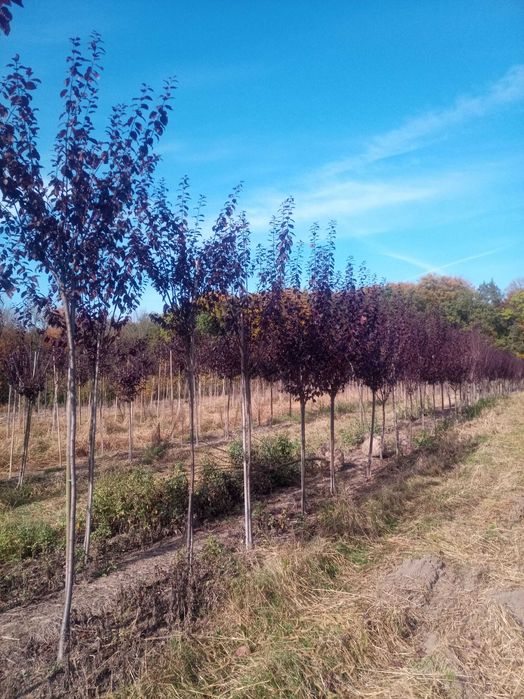 Śliwa wiśniowa - śliwa Pisardii - wiśnia kanzan - wiśnia umbraculifera