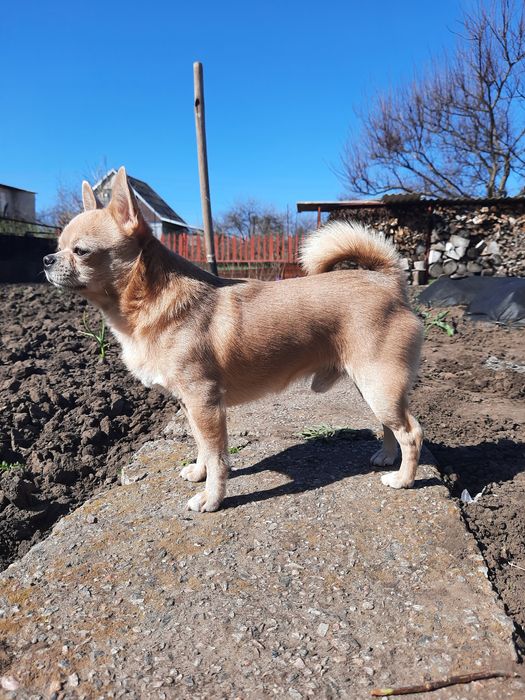 Молодий хлопець шукає дівчинку