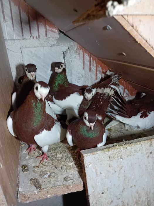 GOŁĘBIE lentacze rzewskie