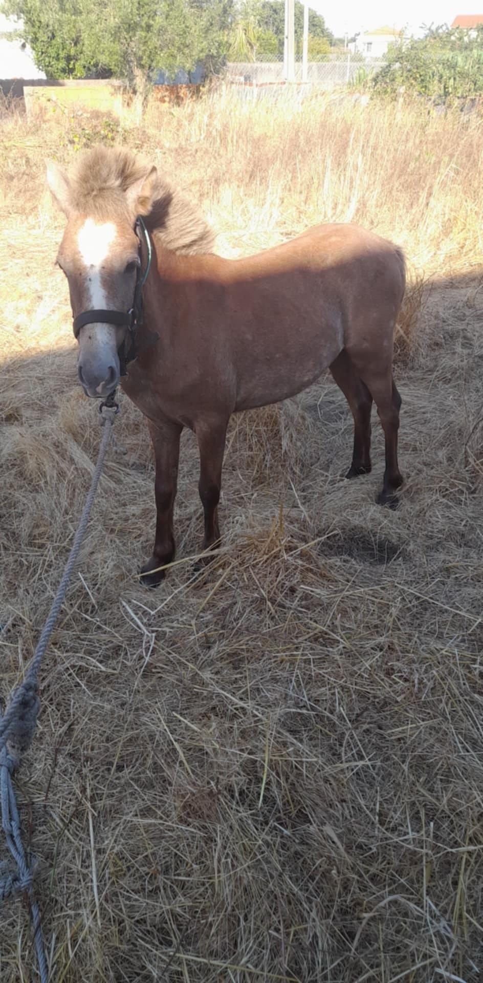 Vendo pónei macho