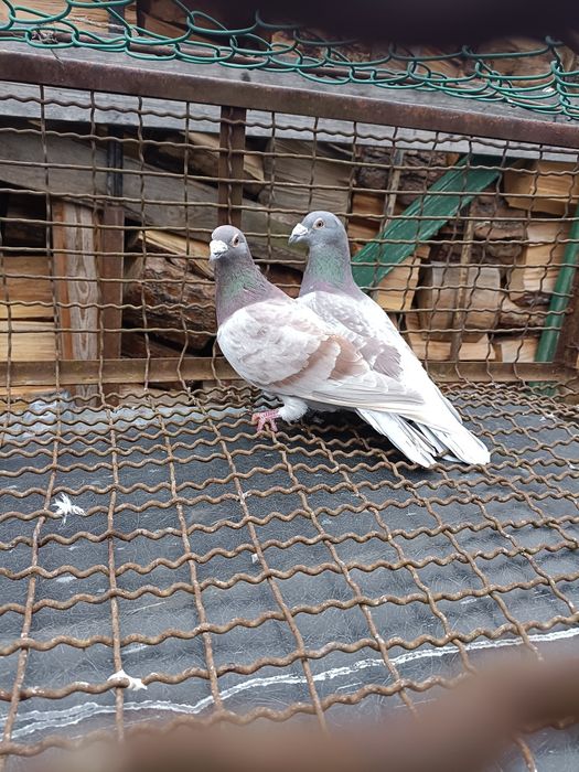 Sprzedam gołębie pocztowe