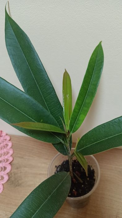 Продаю хорошо укоренённые черенки фикуса Али Амстел Кинг.