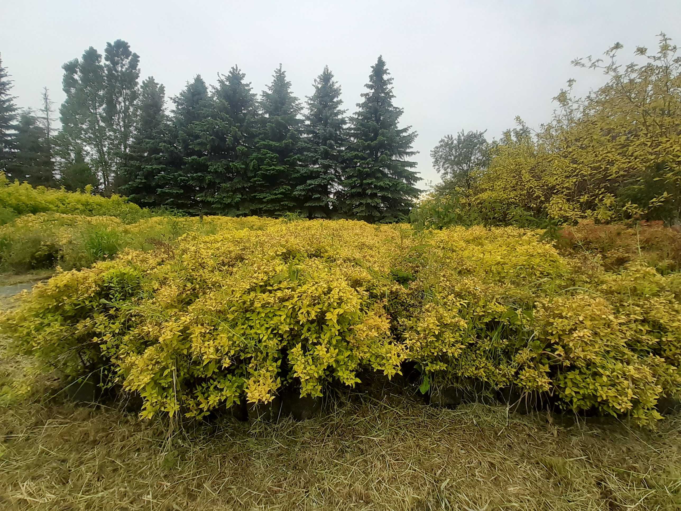 Tawuła Japońska GOLDMOUND