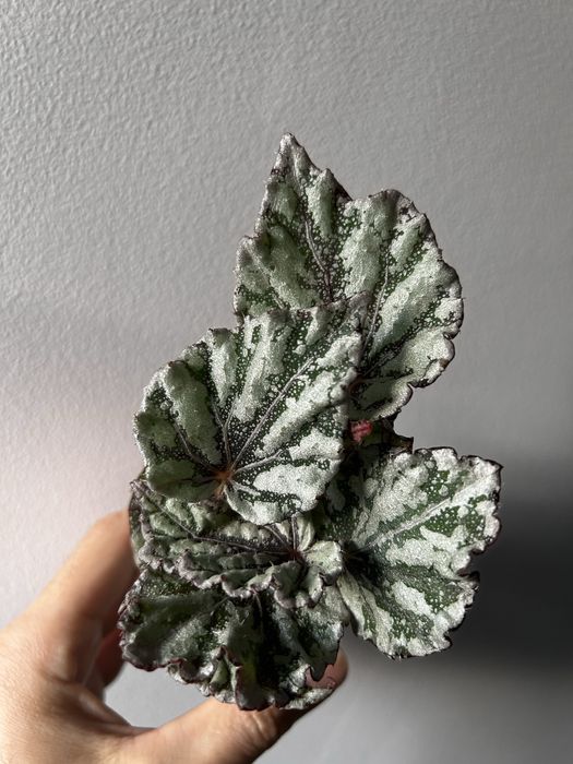 Begonia serrapitela, cleopatra, dali…