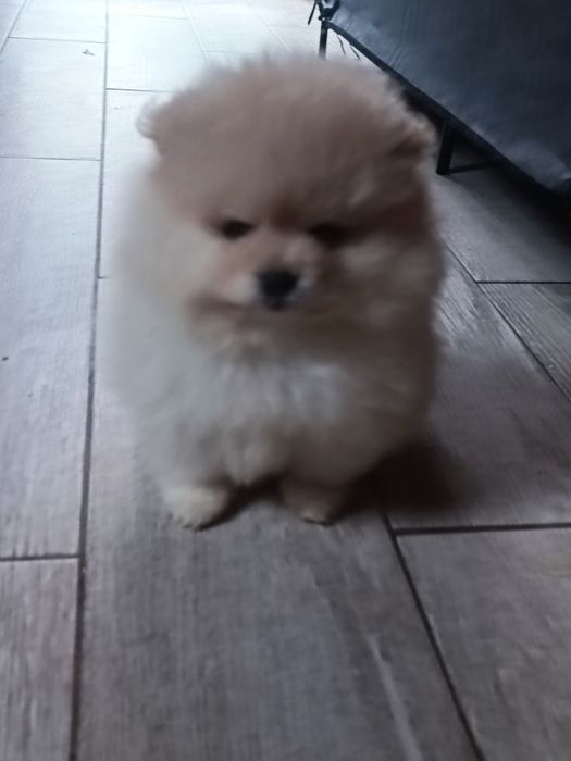 Pomeranian suczka "Bóo"