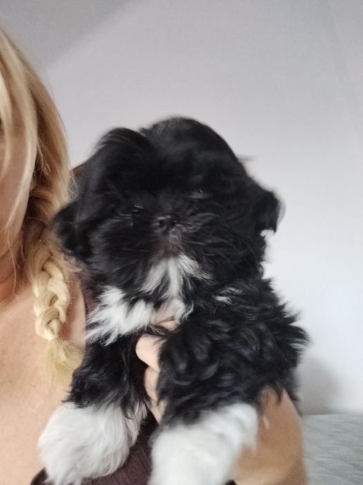 Piesek shih TZU.