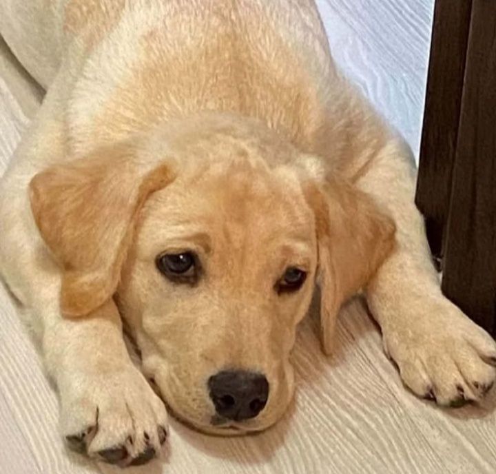 Супер щенки лабрадора