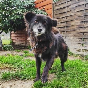 Pixie przyjazna suczka do adopcji