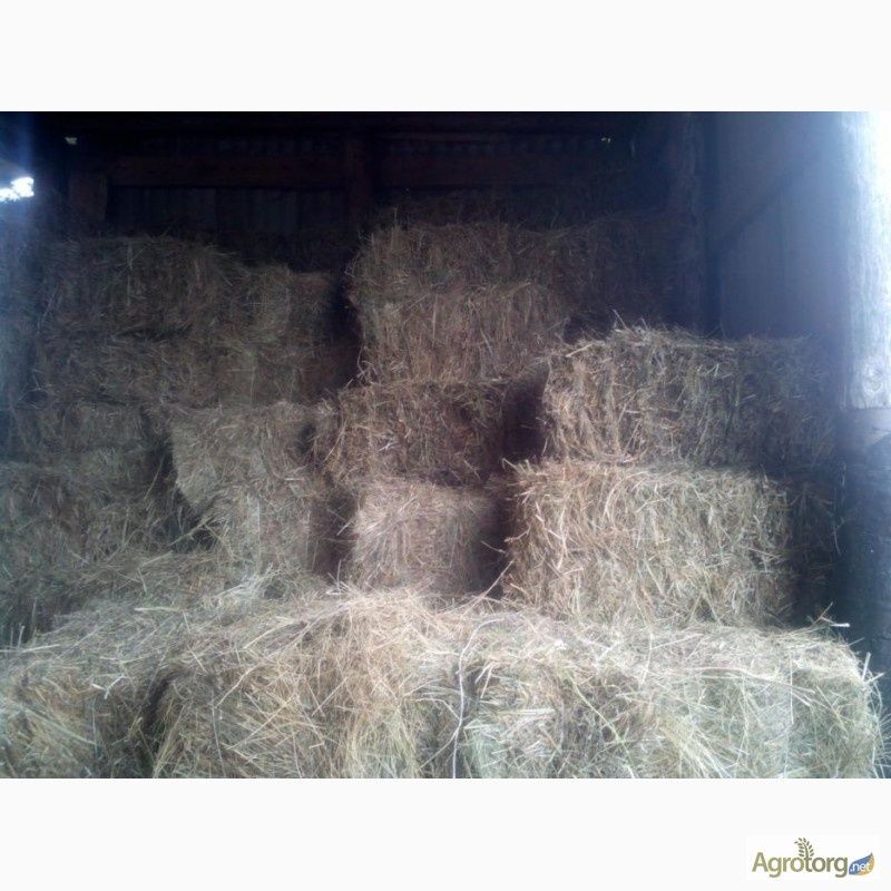 Продам тюки сіно.