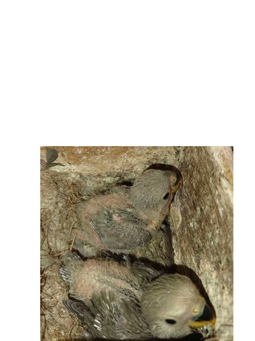 Agapórnis bebés para criar à mão