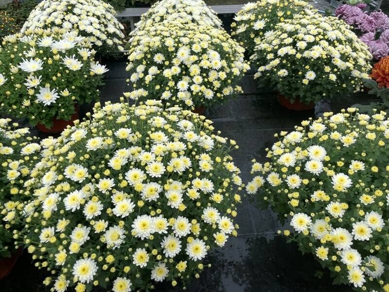 Sadzonka chryzantema mix kolor duża