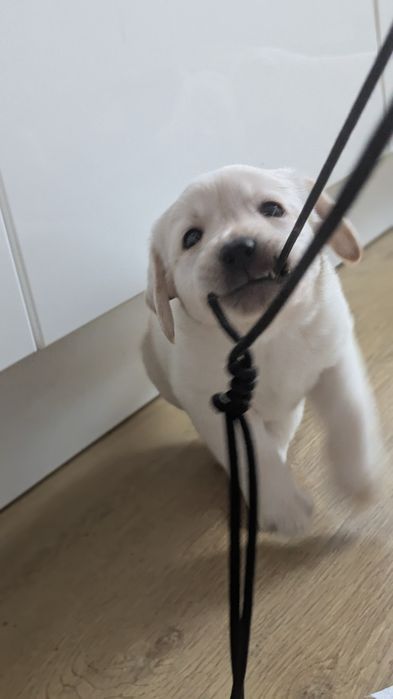 Szczeniak Labrador retriever z rodowodem suczka