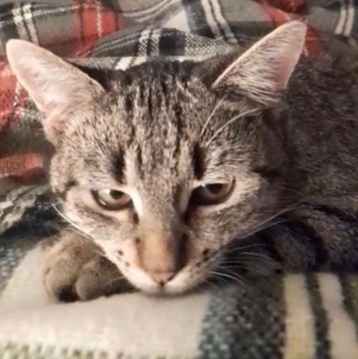 Lolcia sześć miesięcy  idealna kotka pieszczoch