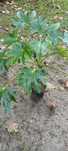 Planta em vaso  !