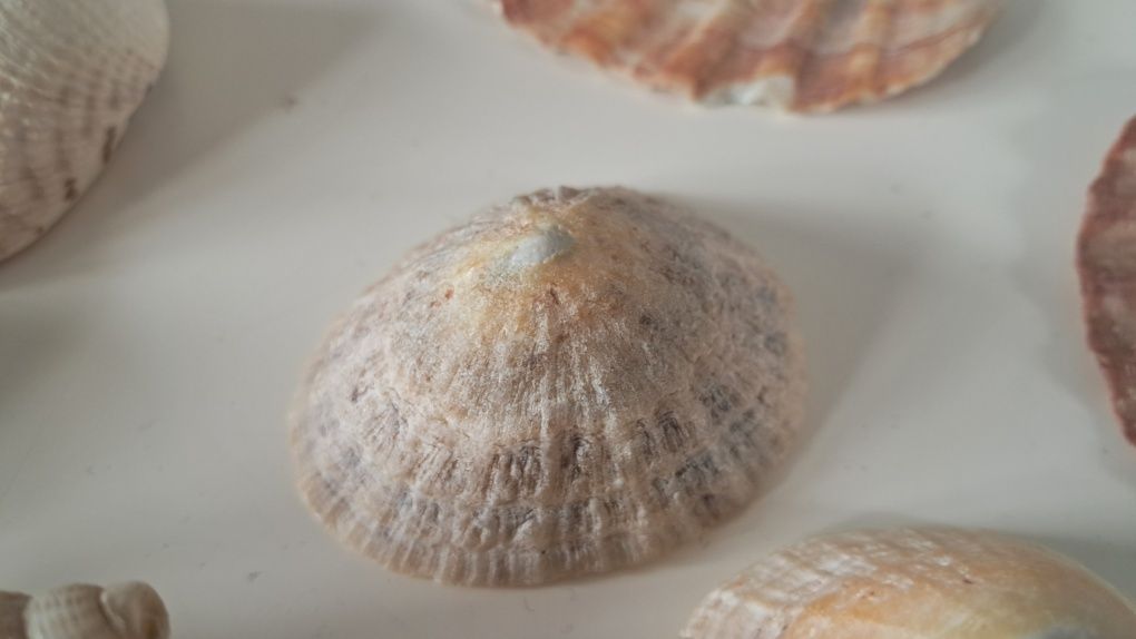 Muszle morskie ślimaki małża porcelanka tygrys