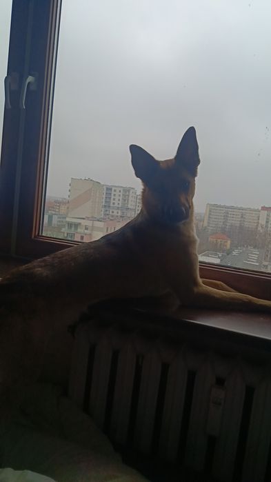 Riko szuka nowego kochającego domu