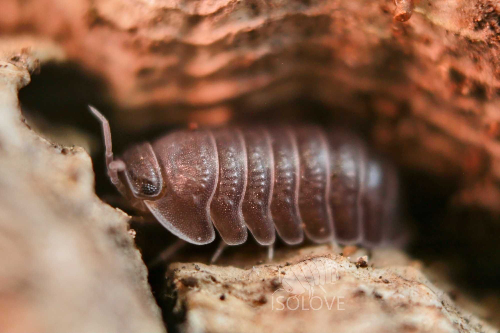 Cubaris murina, "little sea isopod", równonogi, kulanki, isopoda