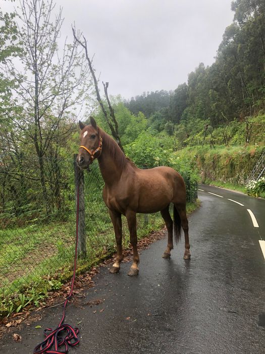 Cavalo manso com 12 anos