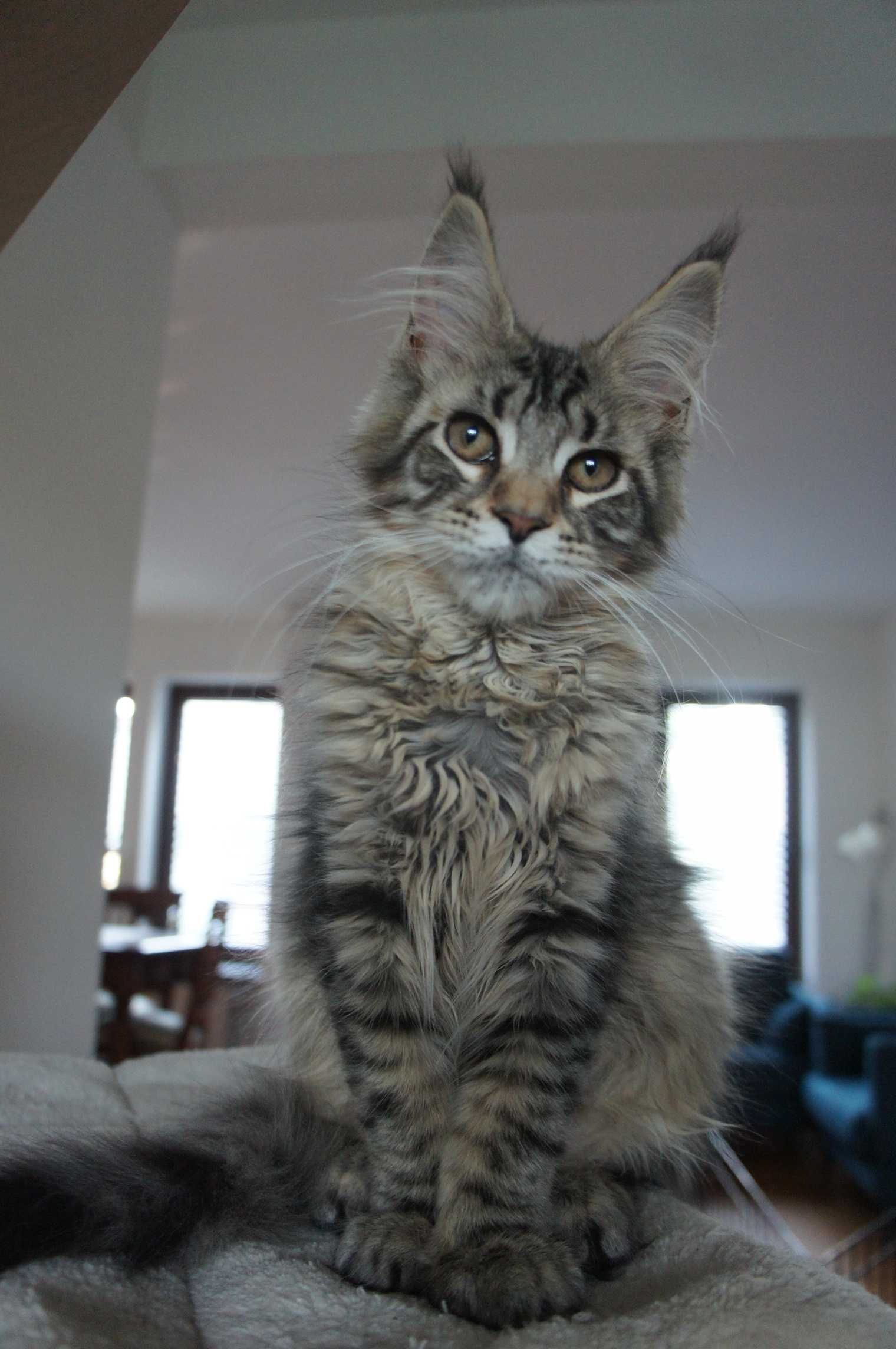 FPL - koteczka  Maine Coon -  GOTOWA