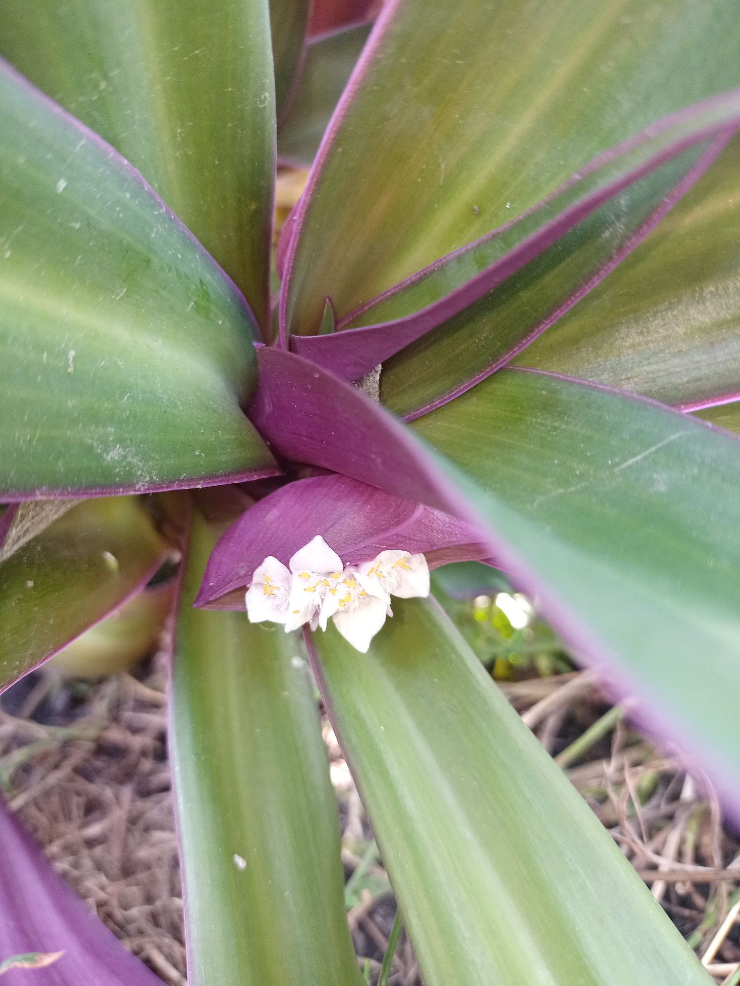 Рео. Tradescantia spathacea.