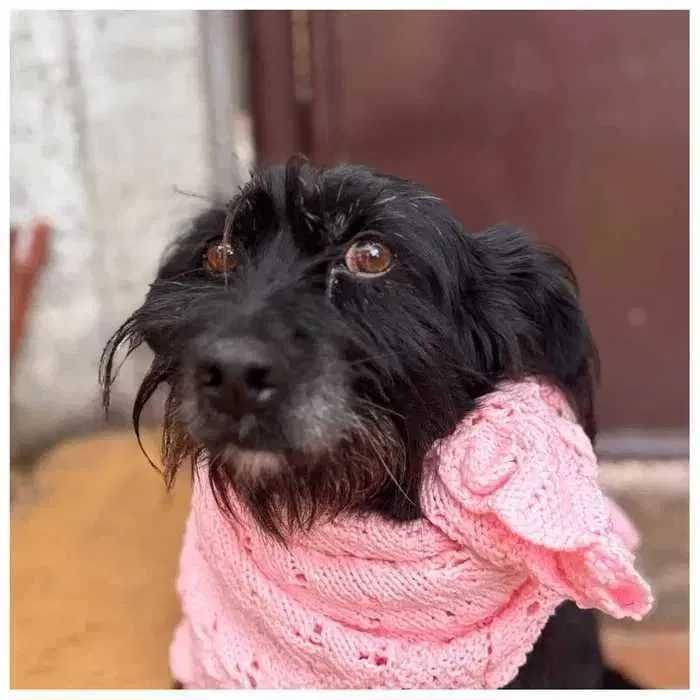 Небольшая собака ищет семью и дом