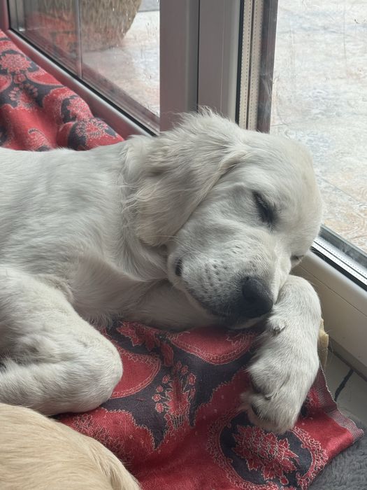 Golden Retriever FCI ZKwP Piesek *GOTOWY DO ODBIORU*