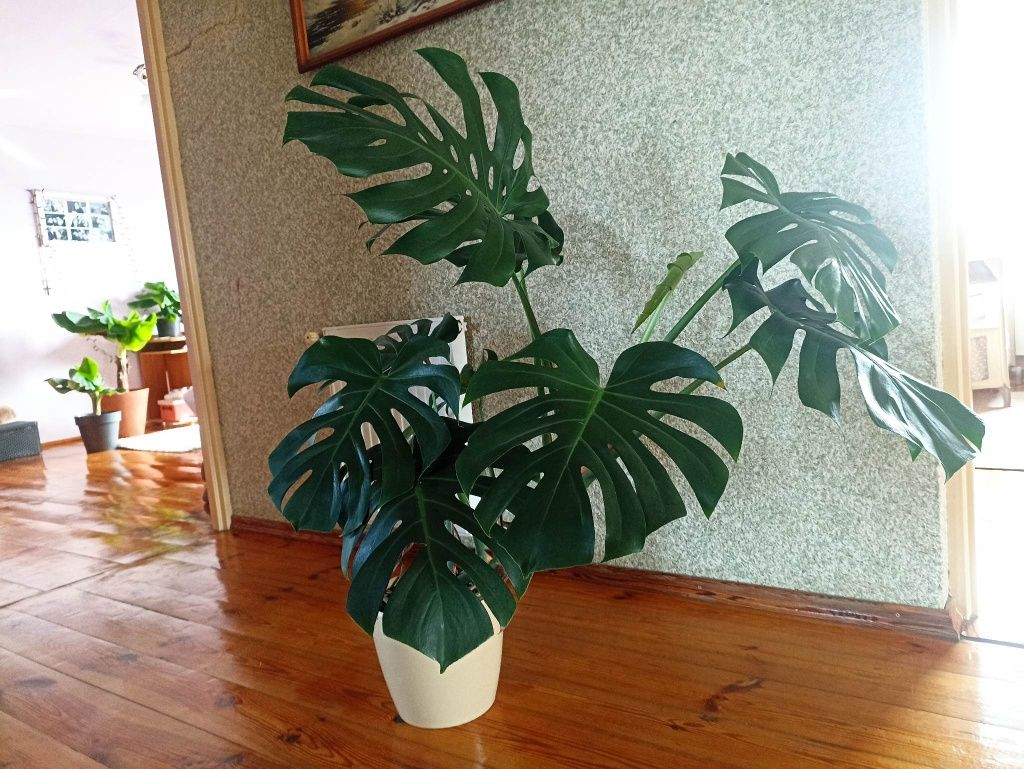 Monstera deliciosa rośliny doniczkowe duża