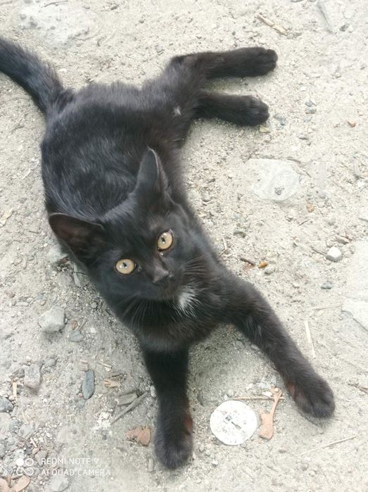 Отдам в добрые руки кошечку