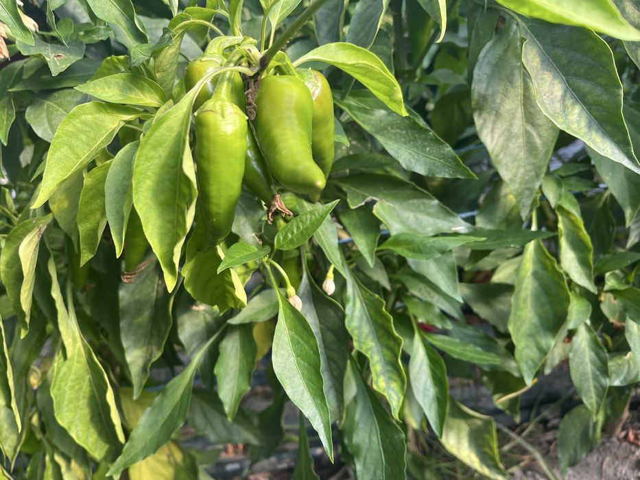 Sprzedam papryke ostra