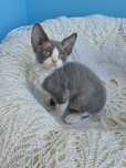 Koteczka Devon Rex