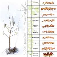 Sadzonki leszczyny orzechów Leszczyna (orzeszku.com)