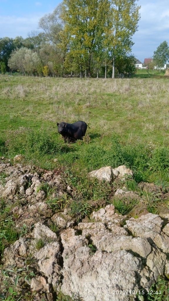 Продаються в'єтнамські свині