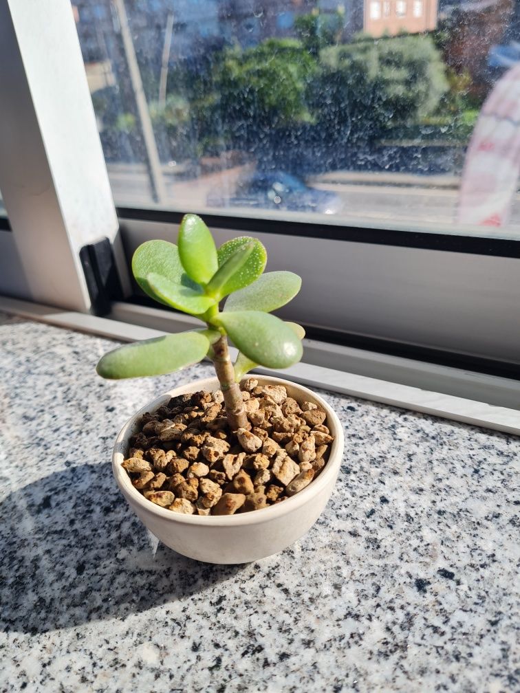Vasos e plantas variadas