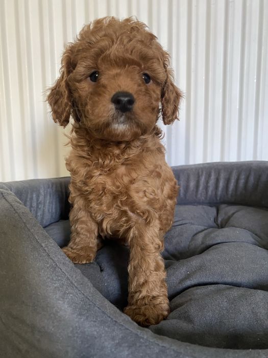 Cavapoo F1B Ari Cavapoo&Pudel miniaturowy