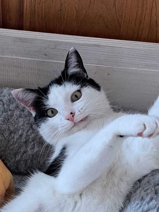 Kocurek szuka kochającego domu